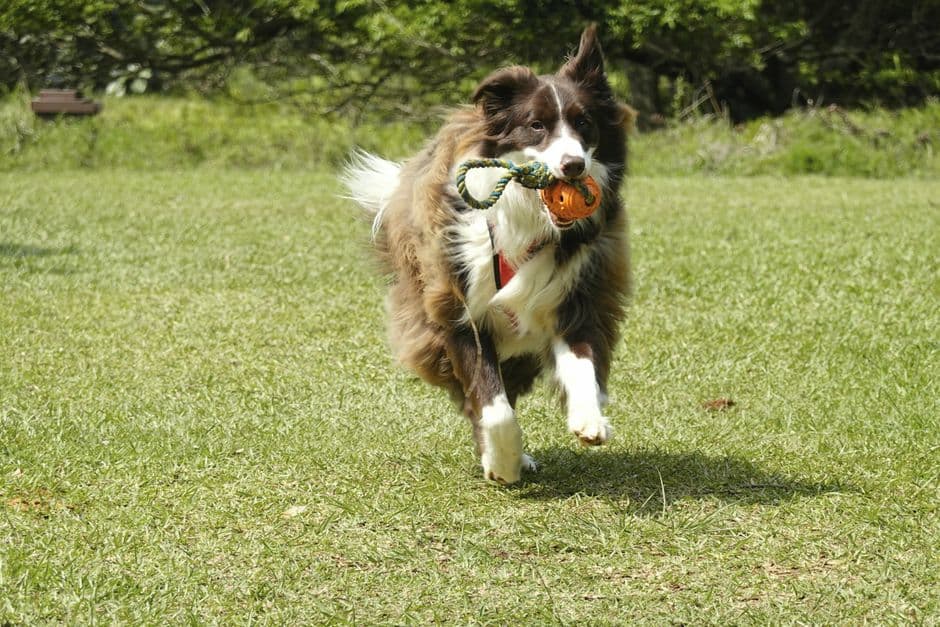 Kit brinquedos para cães